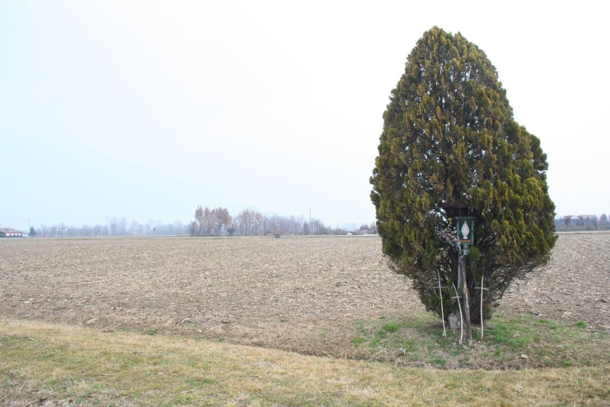 Alberello in via Stradone